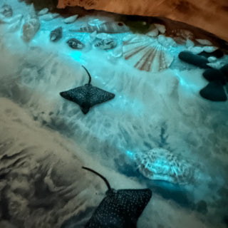 Underwater Sealife Glowing in Dark Dining Table for 6 Seats