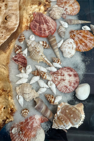 Seashell Epoxy Dining Table